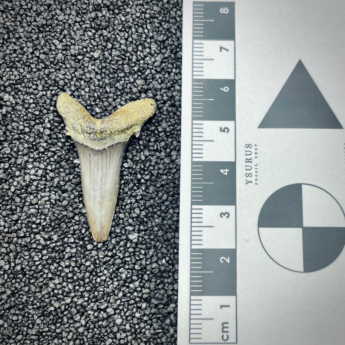 F2737 | Squalo | Odontaspididae indet.
