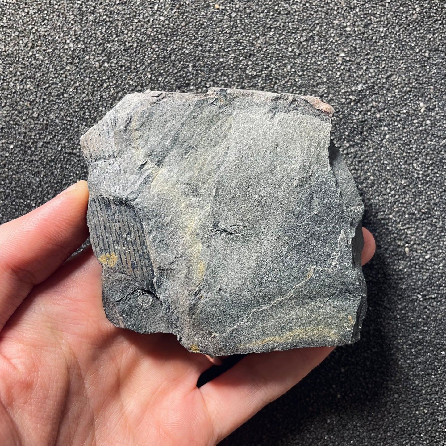 F2485 | Pianta | Calamites sp.