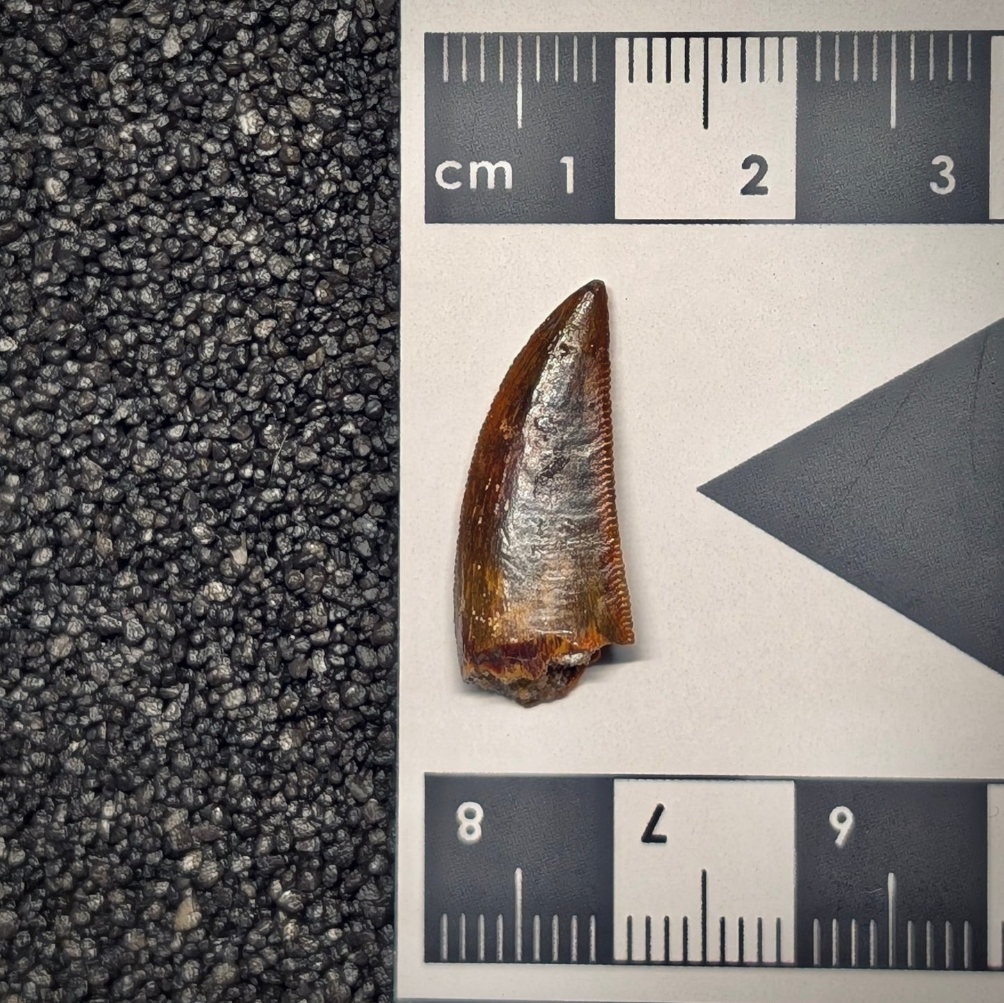 F2796 | Dinosauro | Abelisauridae indet.