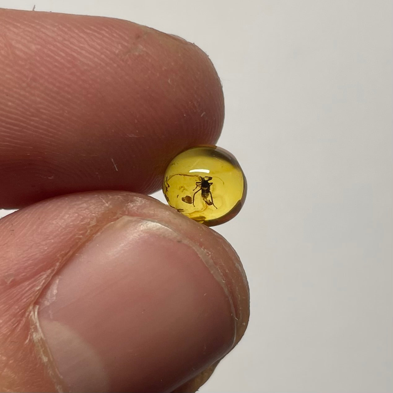 F2427 | Ambra con inclusione | Fulgoromorpha indet.