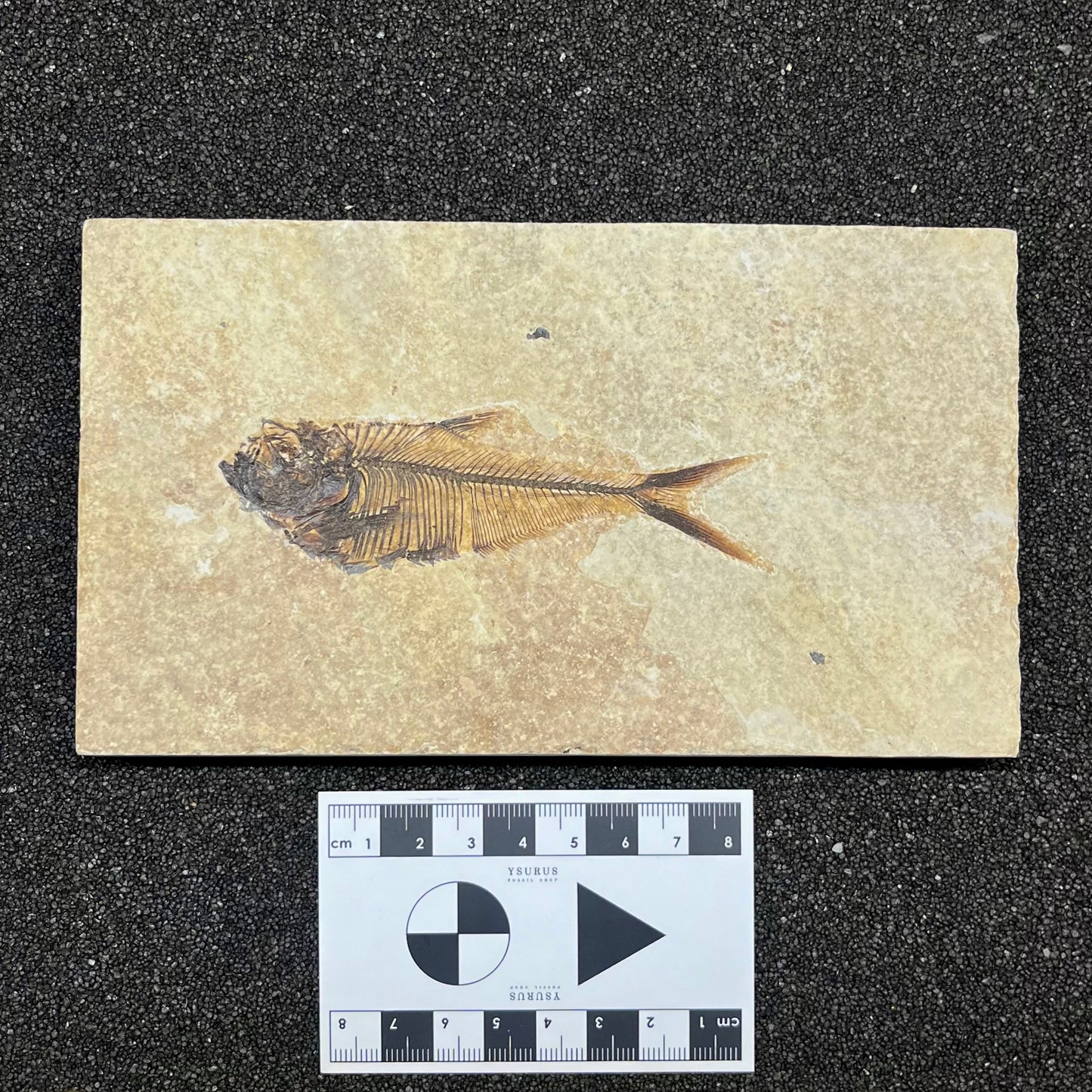 F2728 | Pesce | Diplomystus dentatus