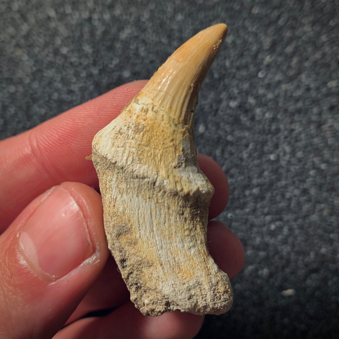 F426 | Mosasauro | Gavialimimus almaghribensis