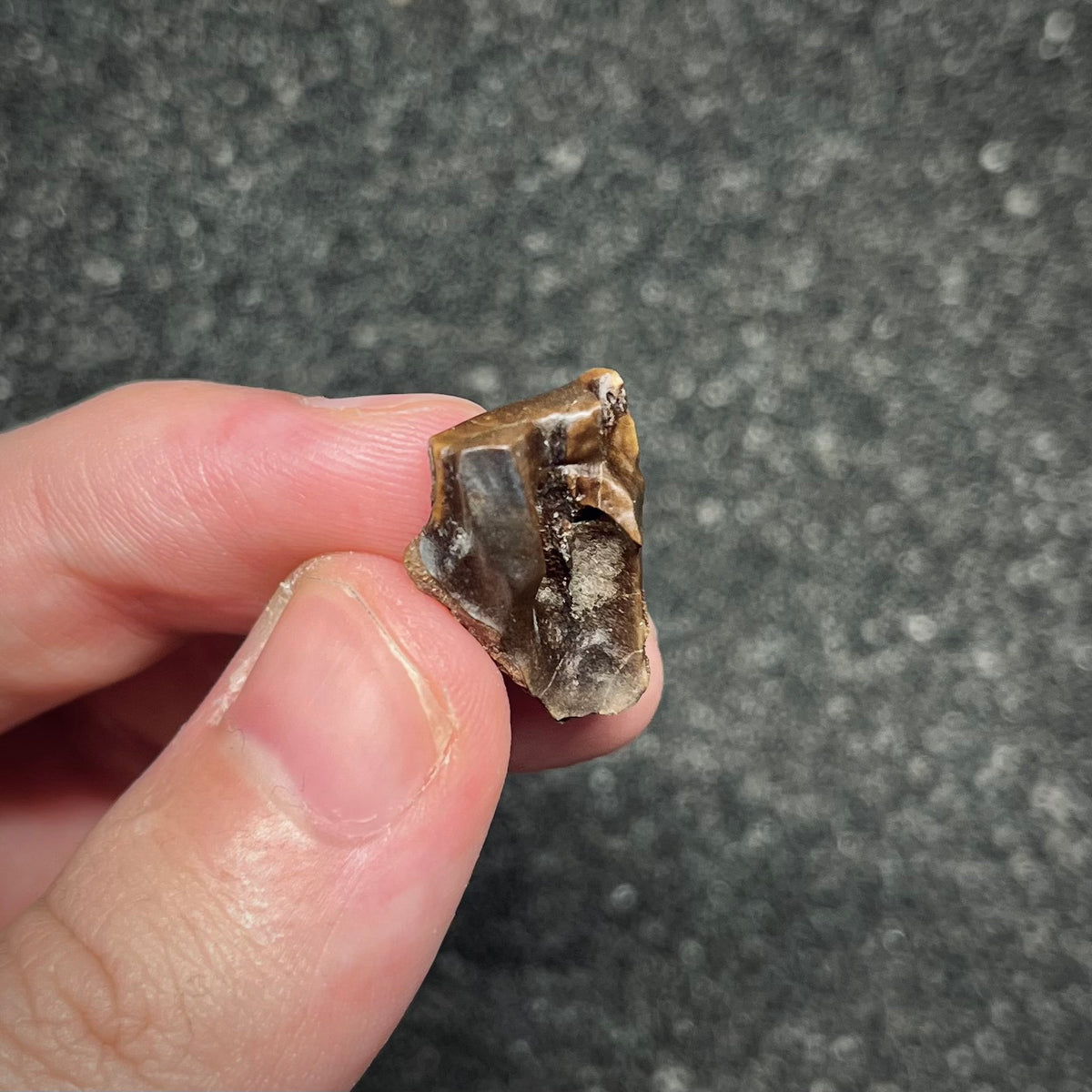 F3003 | Dinosauro | Triceratops sp.