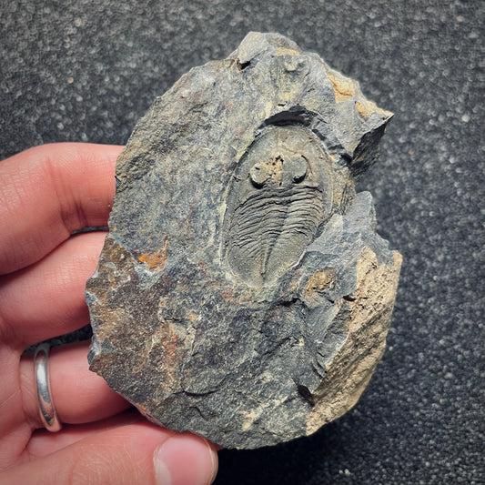 F1590 | Trilobite | Nobiliasaphus nobilis