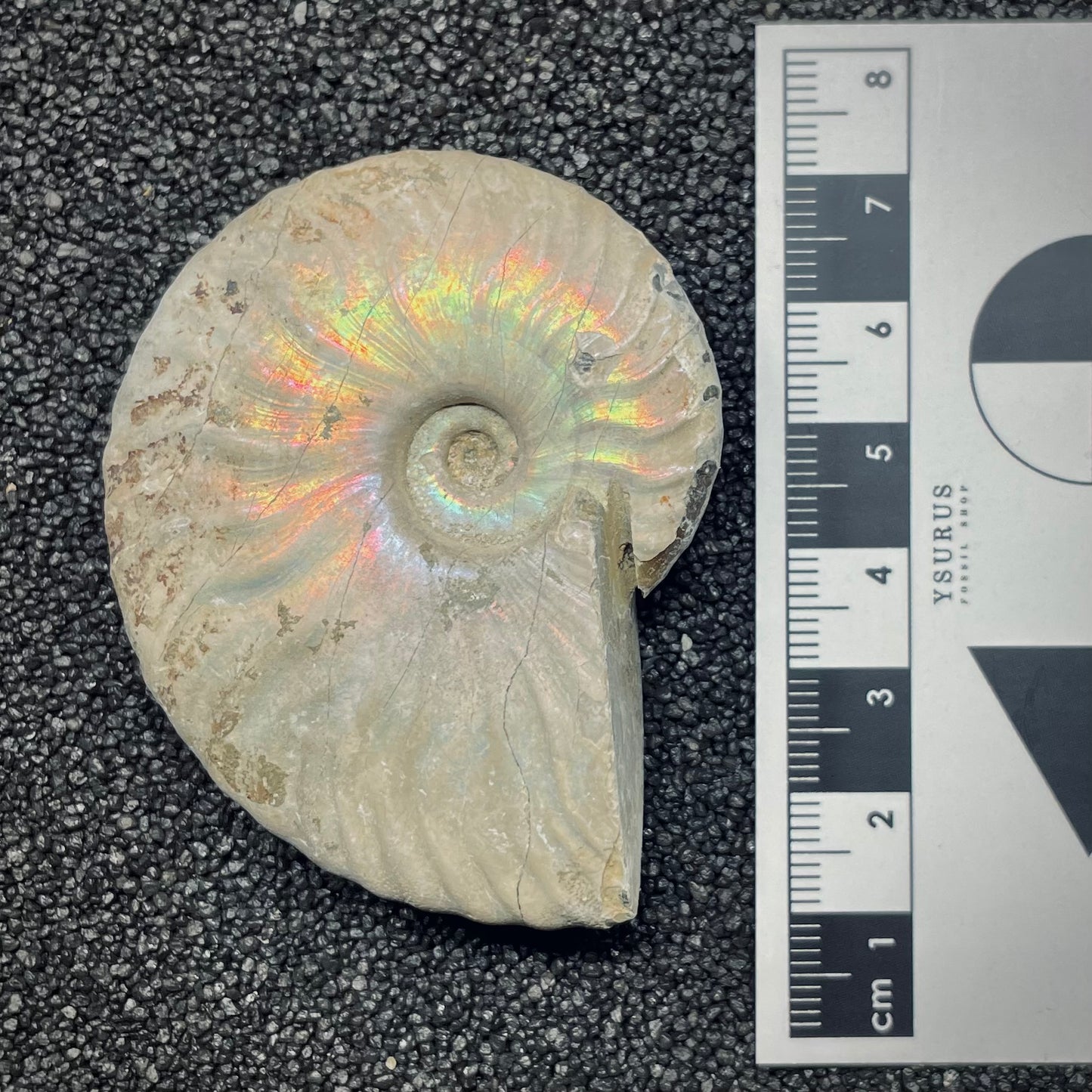 F2650 | Ammonite | Cleoniceras sp.