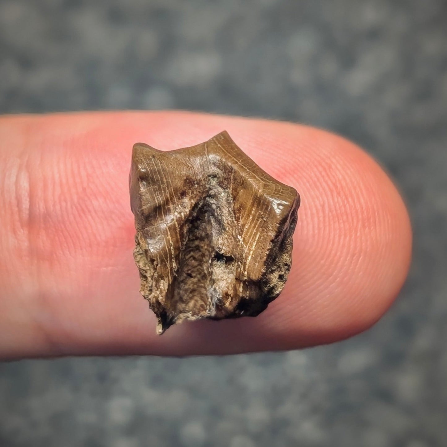 F2800 | Dinosauro | Triceratops sp.