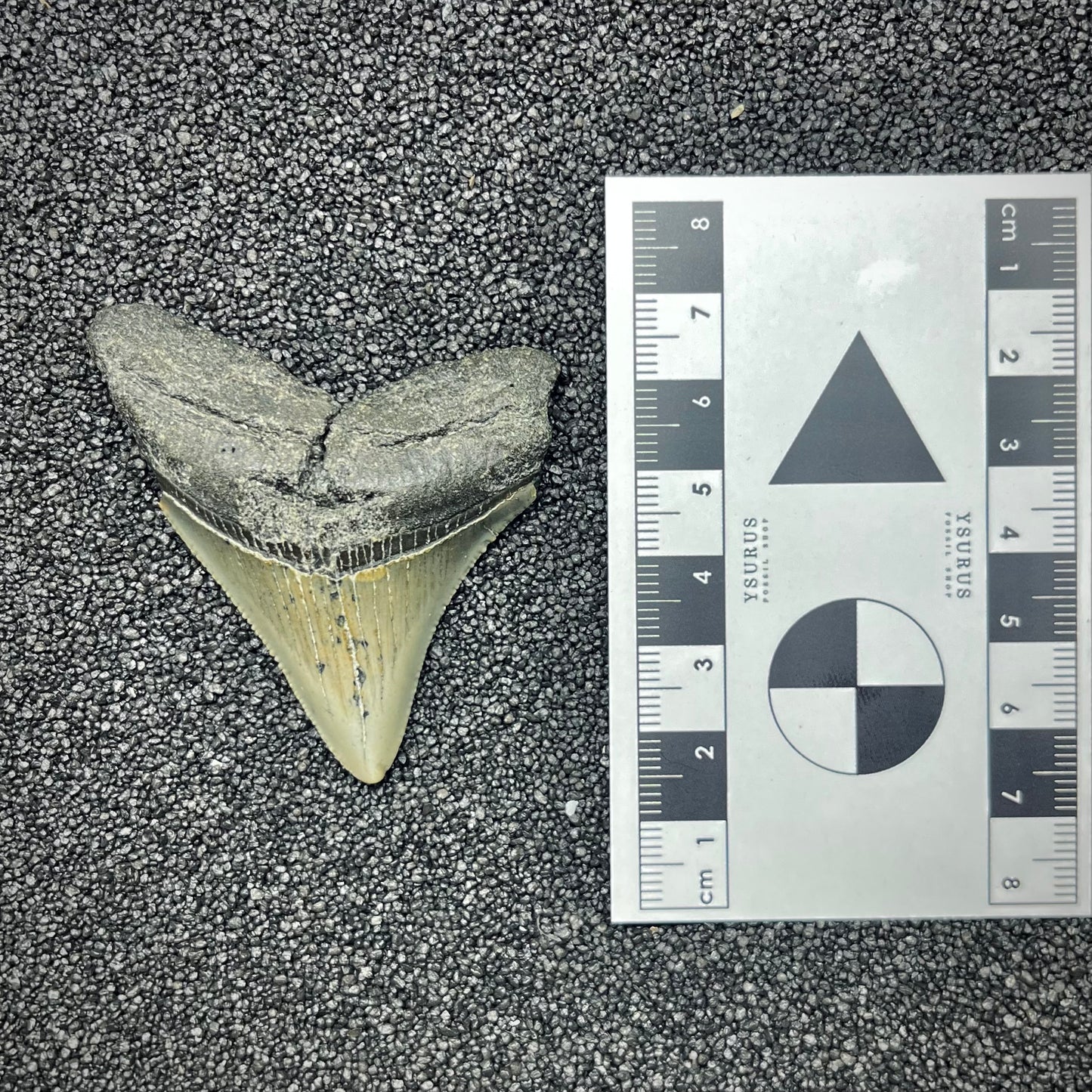 F2877 | Squalo | Otodus megalodon