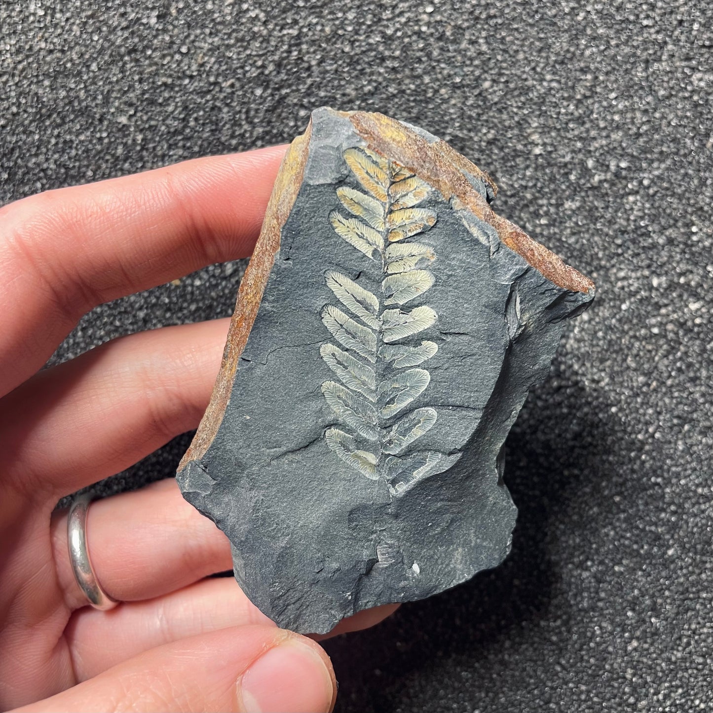 F2481 | Pianta | Neuropteris sp.