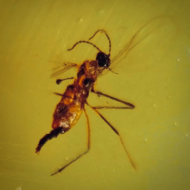 F516 | Ambra con inclusione | Diptera indet.