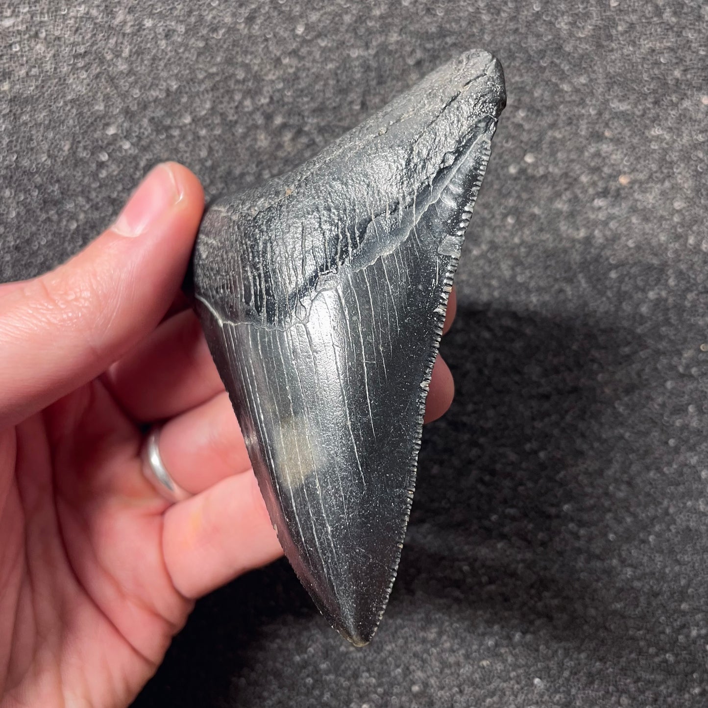 F2437 | Squalo | Otodus megalodon