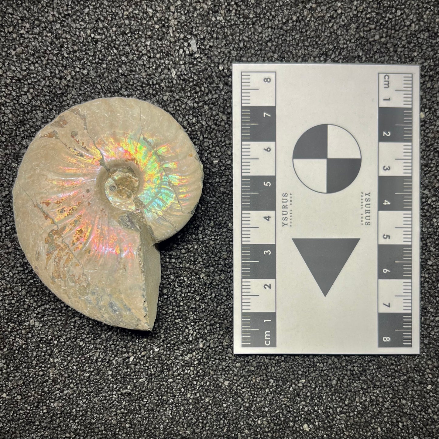 F2962 | Ammonite | Cleoniceras sp.
