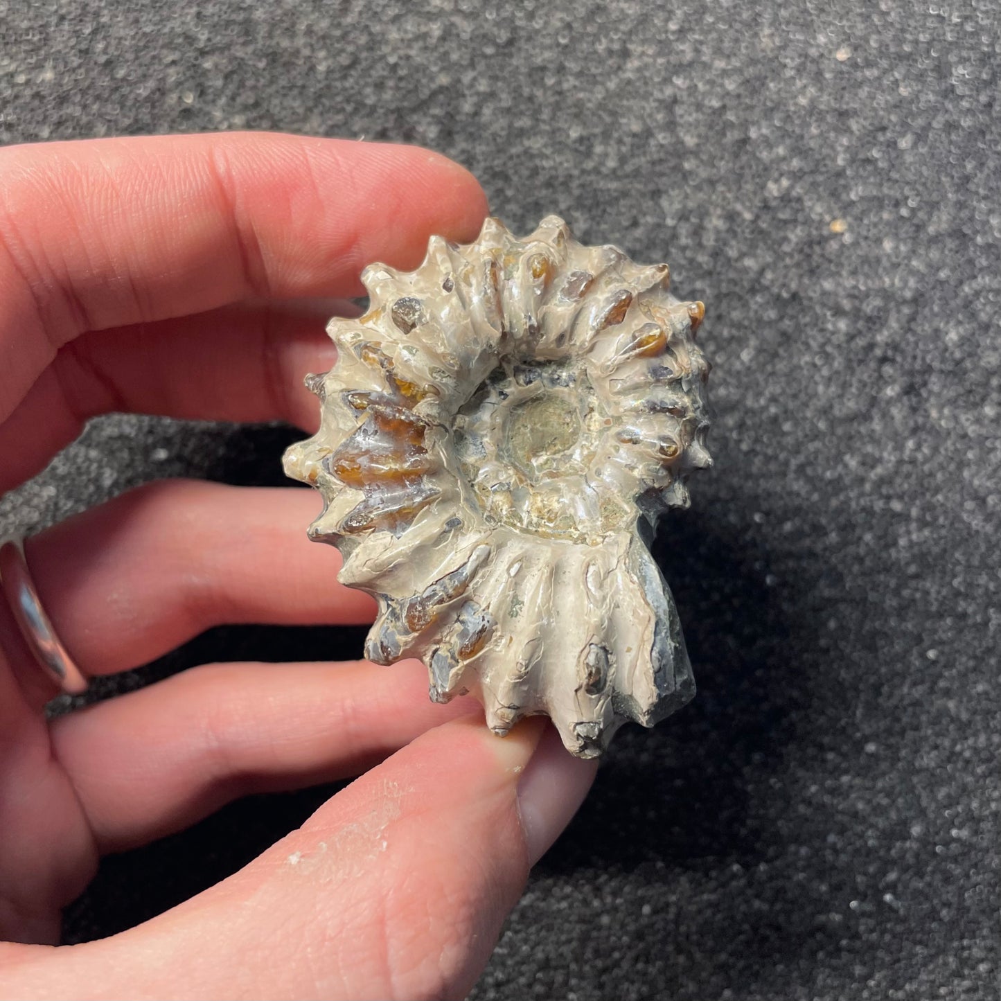 F2388 | Ammonite | Douvilleiceras sp.