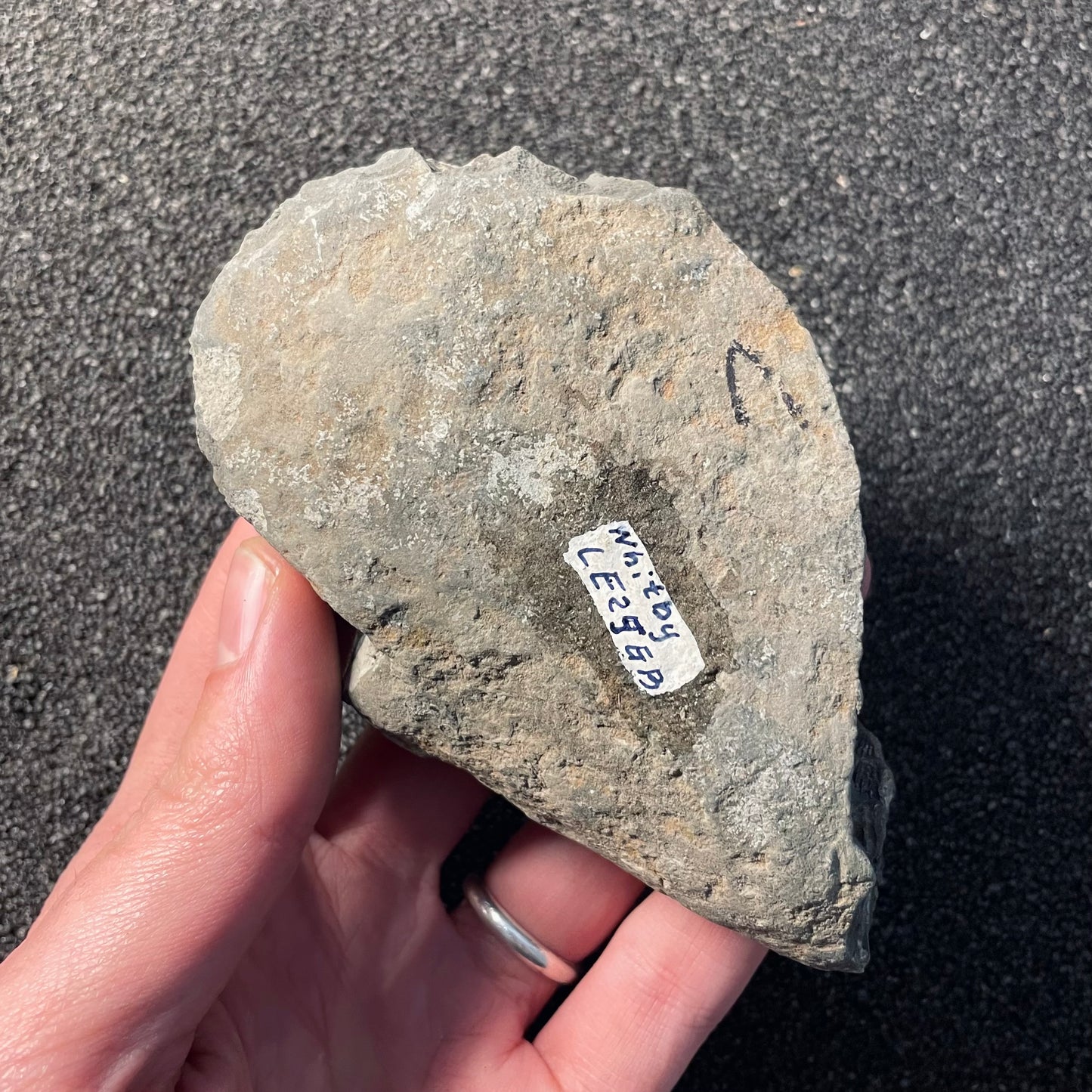 F2378 | Ammonite | Dactylioceras commune