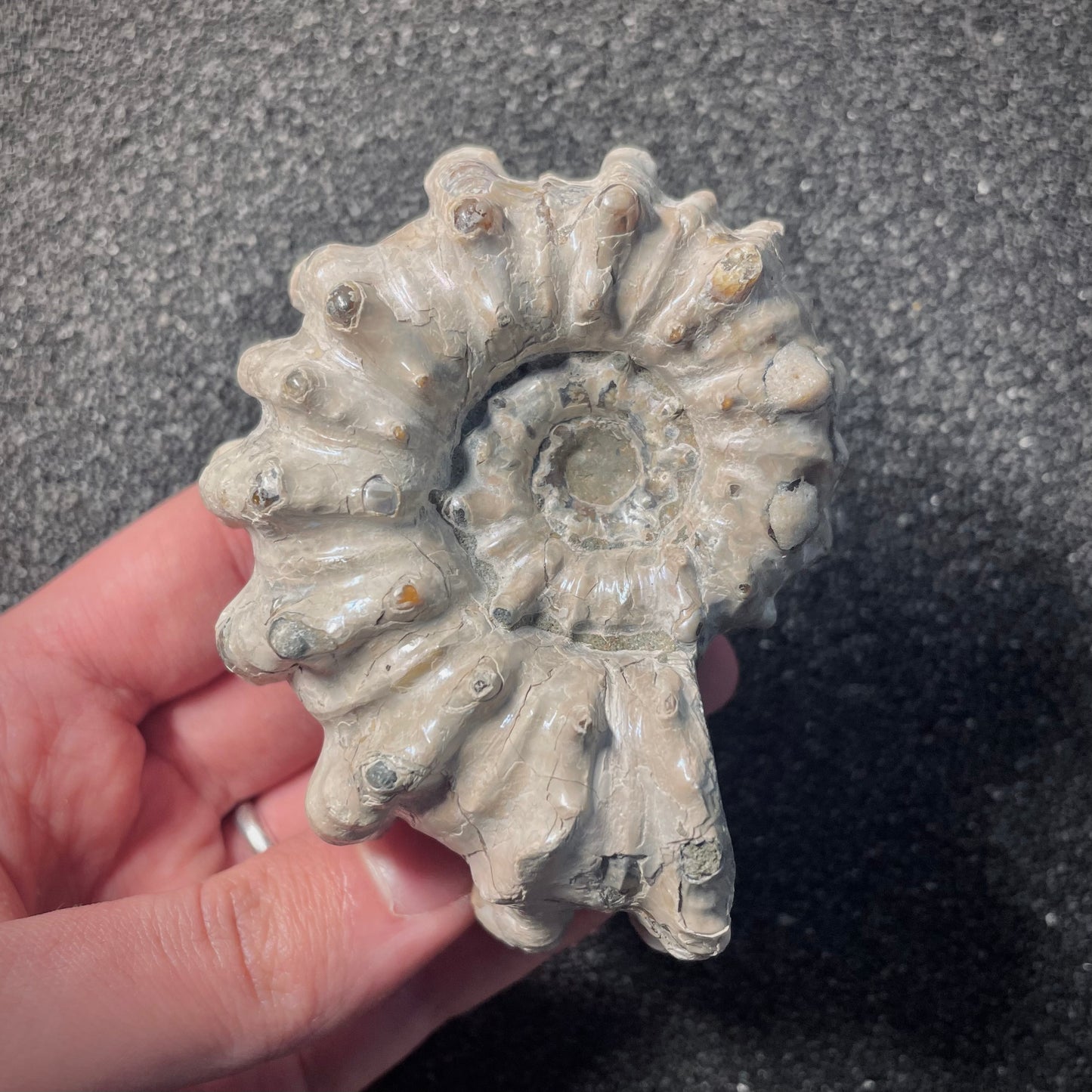F2158 | Ammonite | Douvilleiceras sp.