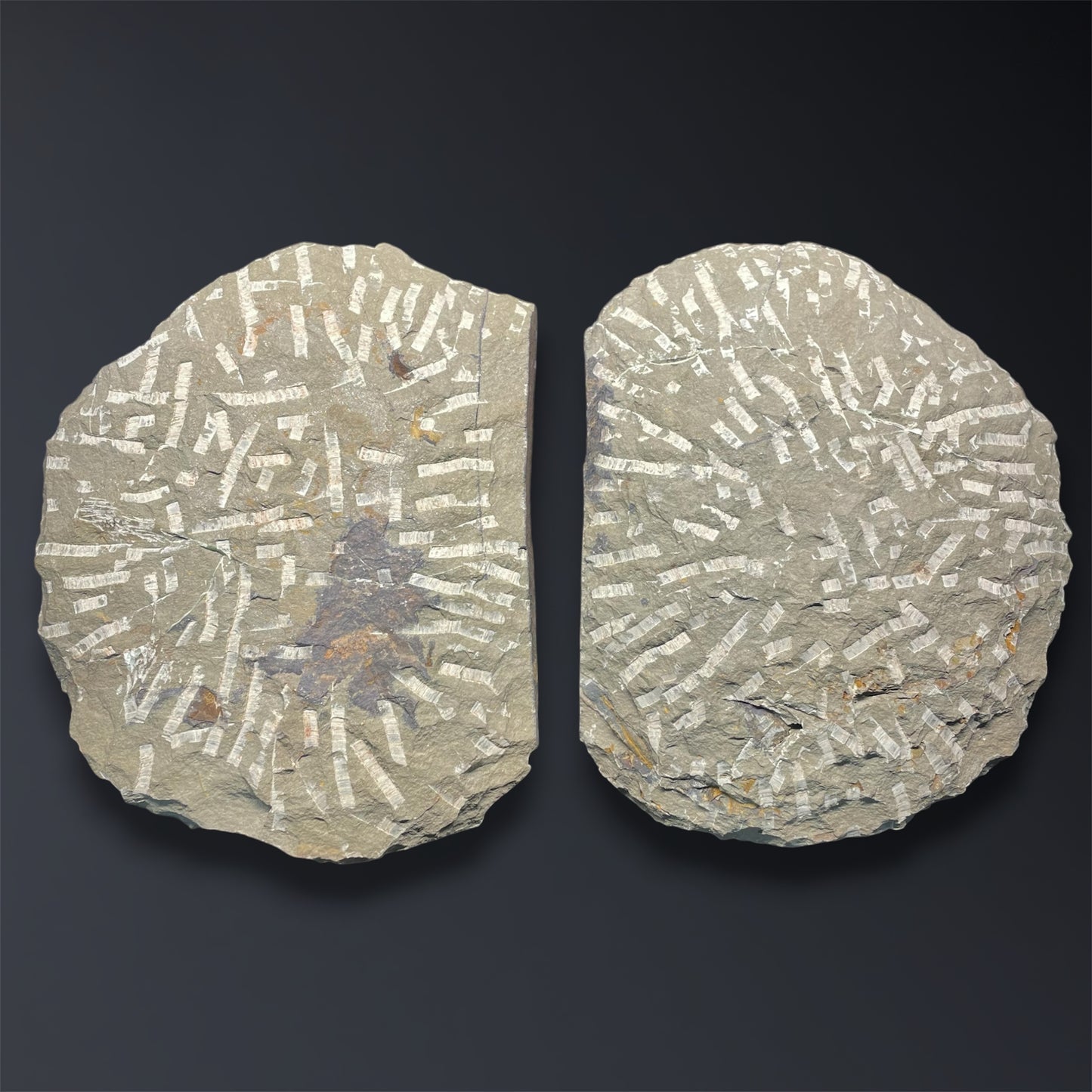 F2863 | Trilobite | Cambropallas telesto