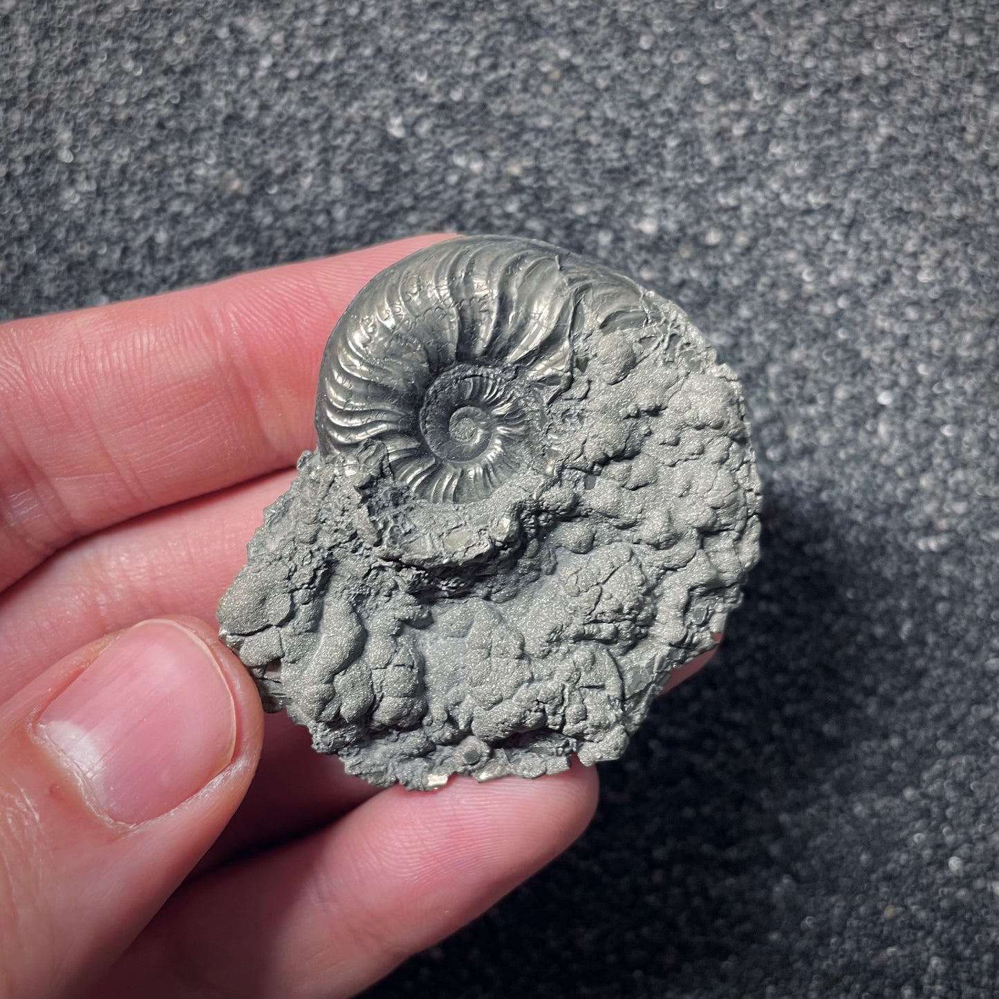 F2537 | Ammonite | Pleydellia sp.