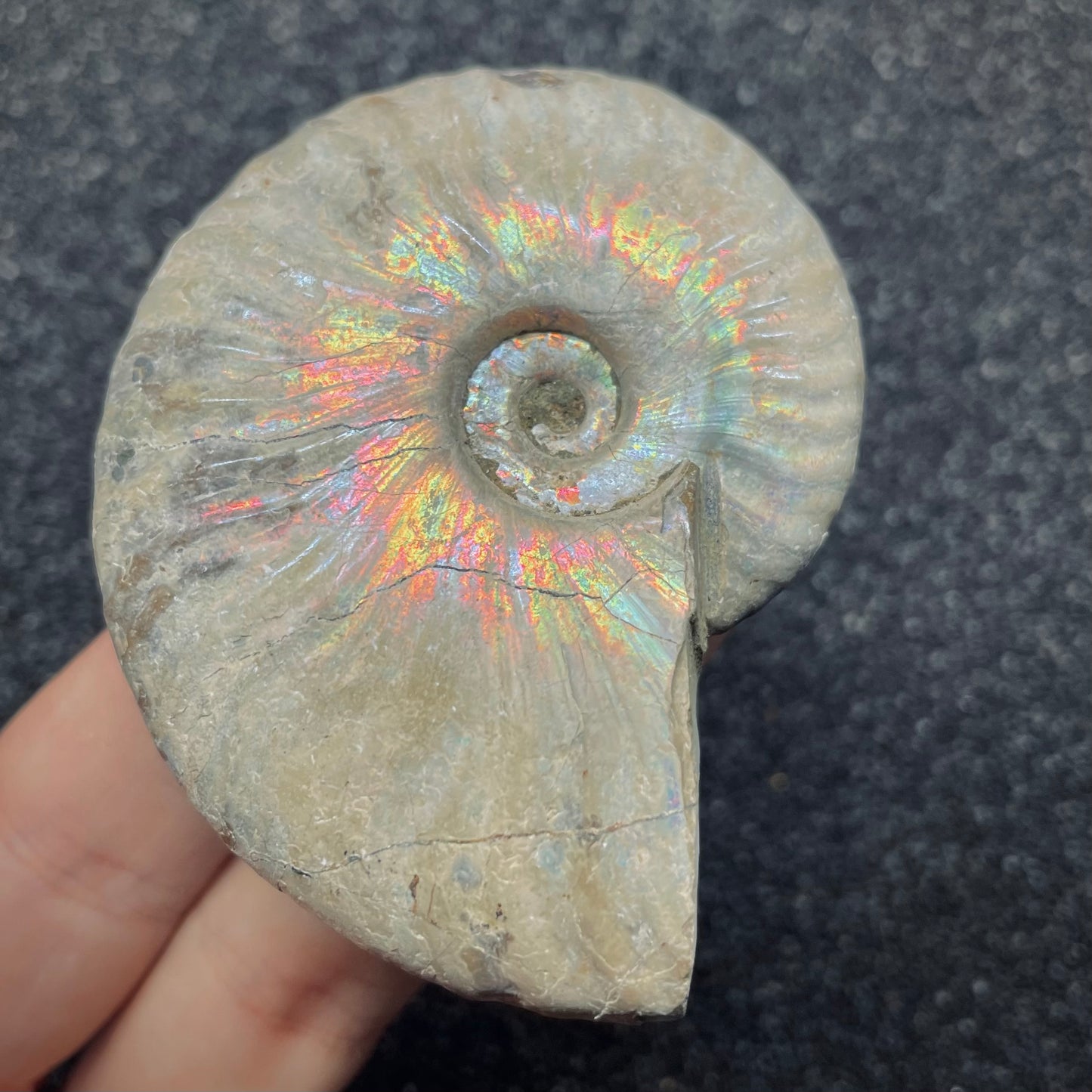F2652 | Ammonite | Cleoniceras sp.