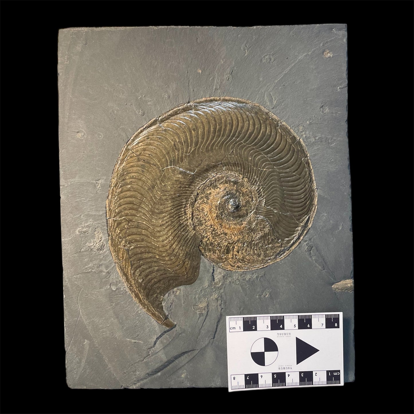 F2396 | Ammonite | Harpoceras falcifer