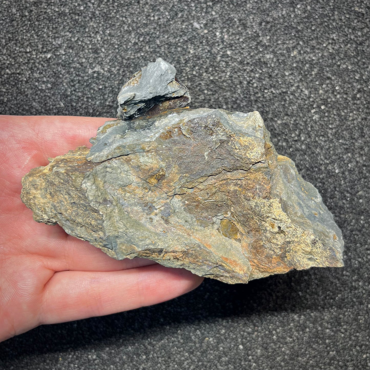 F2940 | Trilobite | Prionocheilus mendax
