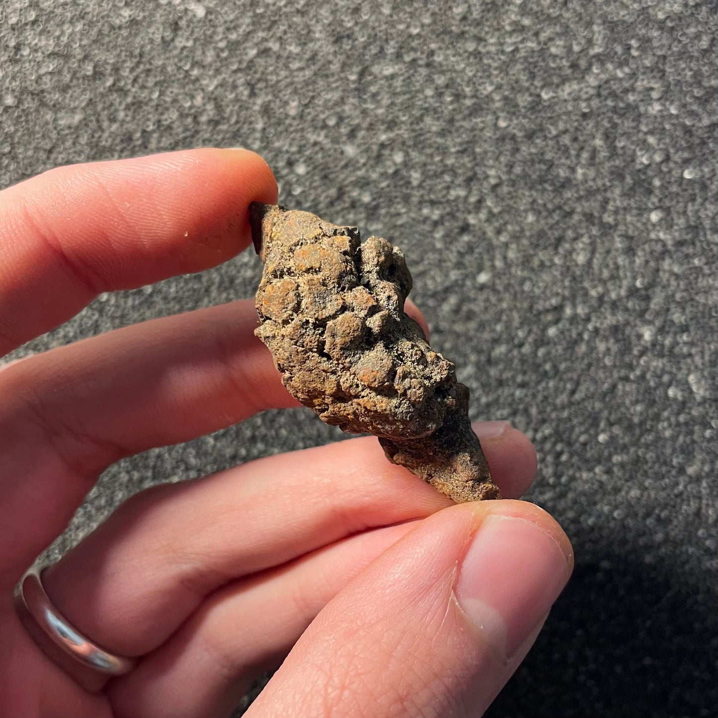 F2459 | Coprolite - Cololite | Testuggine