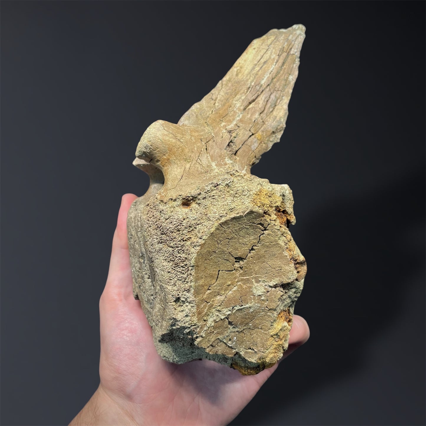 F2824 | Dinosauro | Edmontosaurus sp.