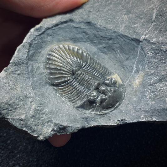 F506 | Trilobite | Scabriscutellum sp.