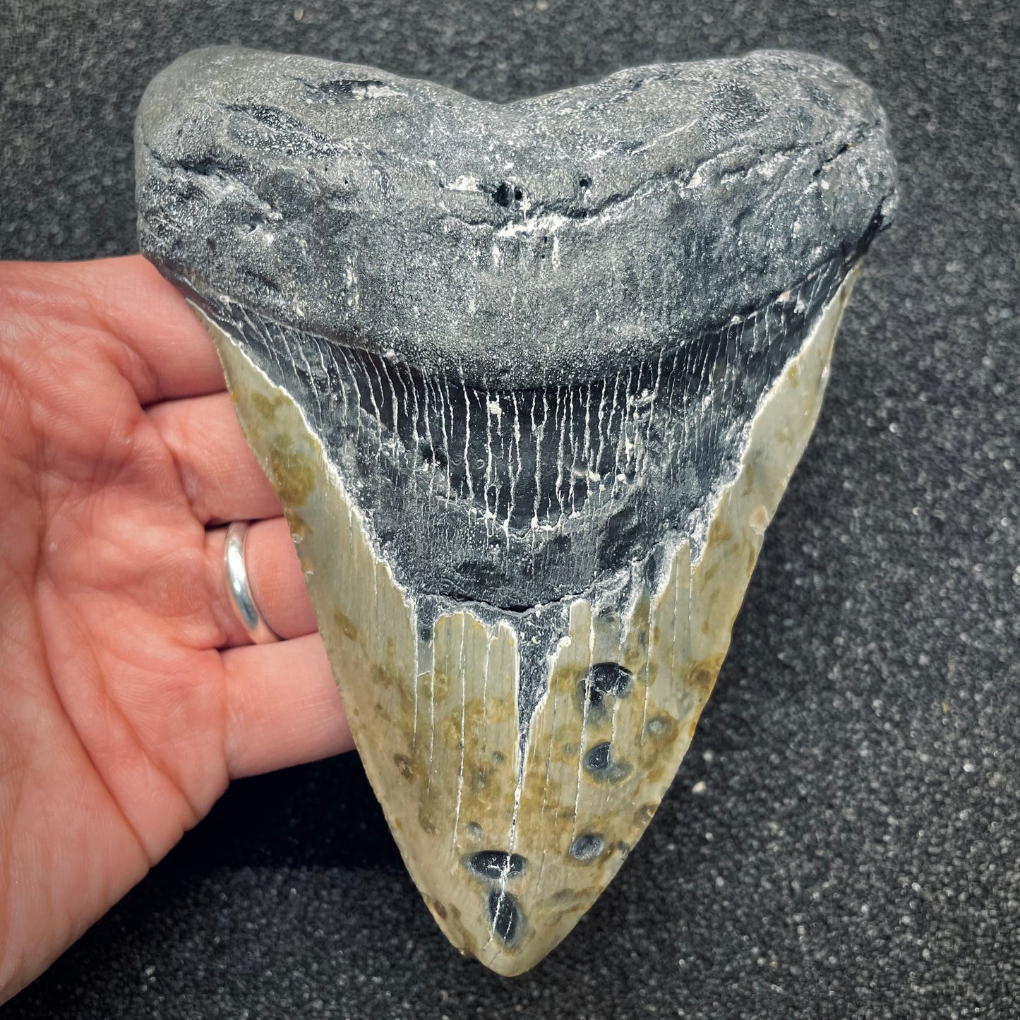 F2627 | Squalo | Otodus megalodon