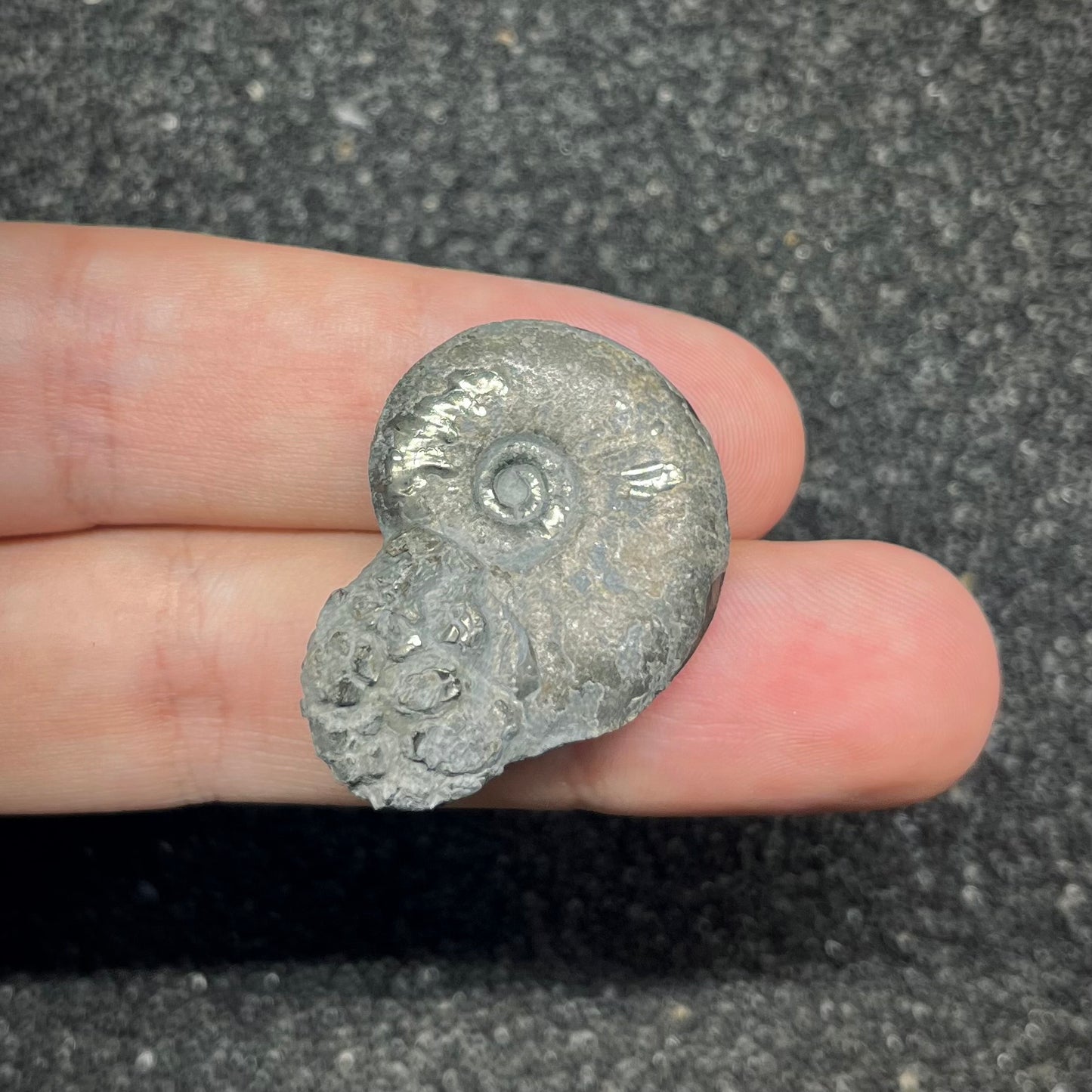 F2881 | Ammonite | Graphoceratidae indet.