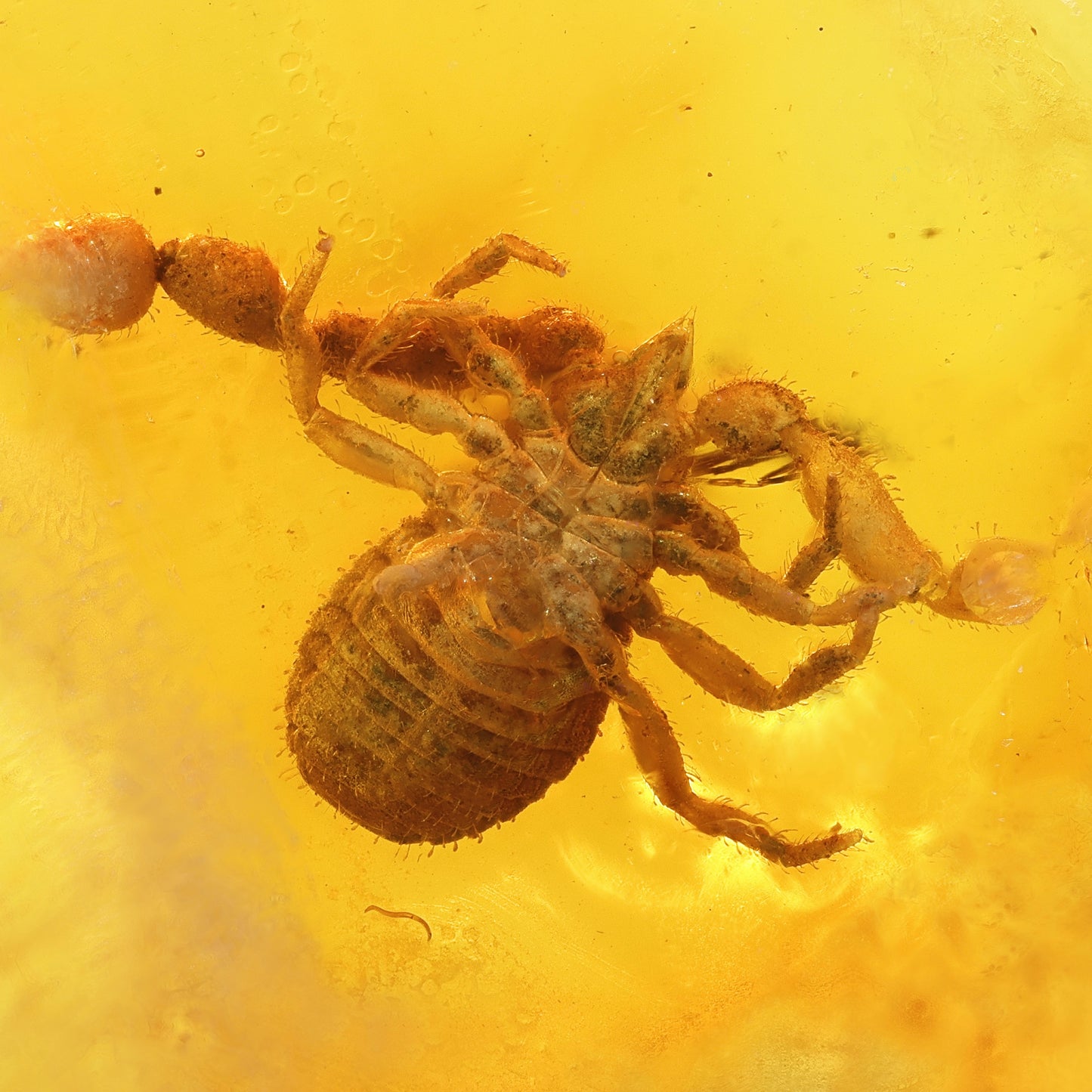 F2418 | Ambra con inclusione | Pseudoscorpionida indet.