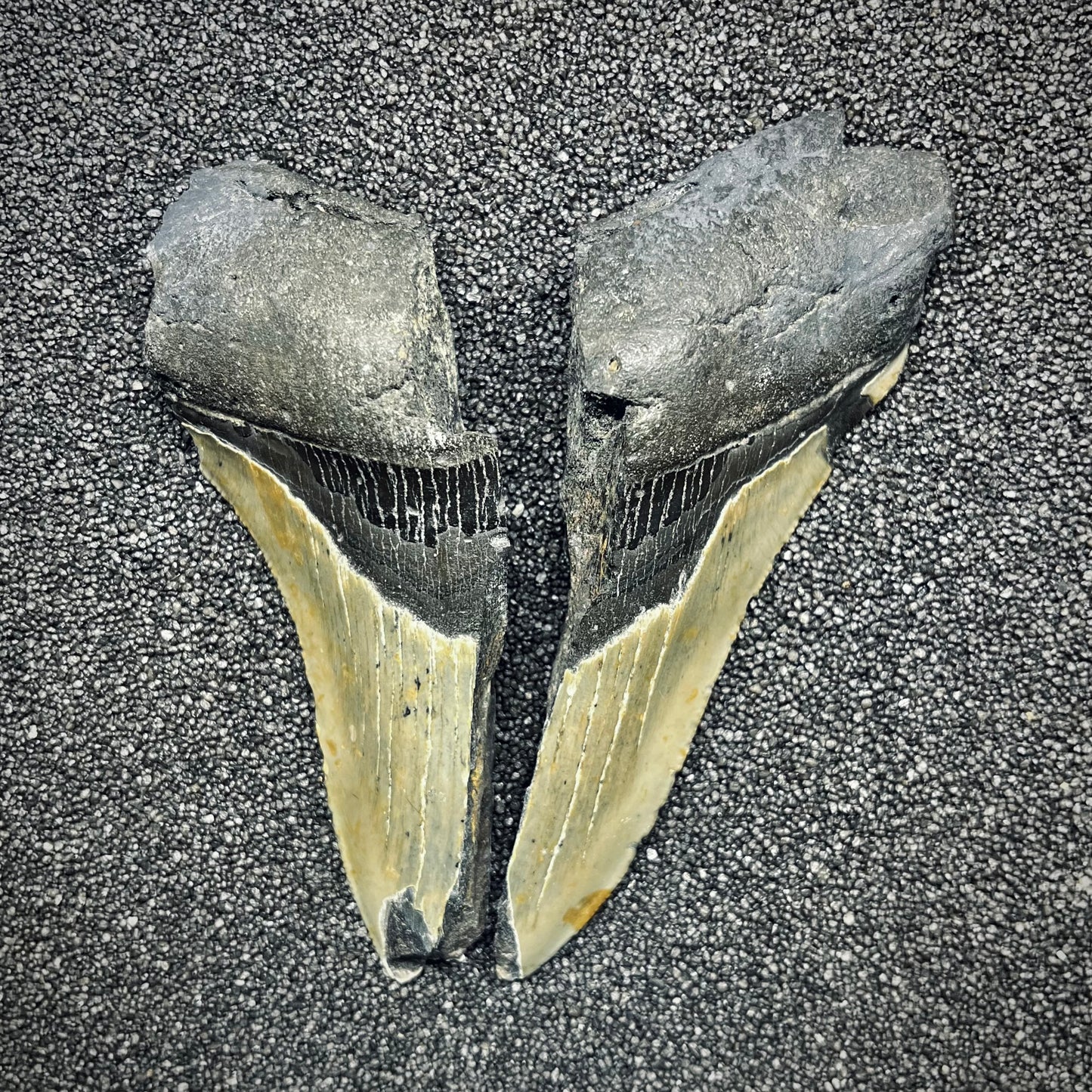 F2770 | Squalo | Otodus megalodon