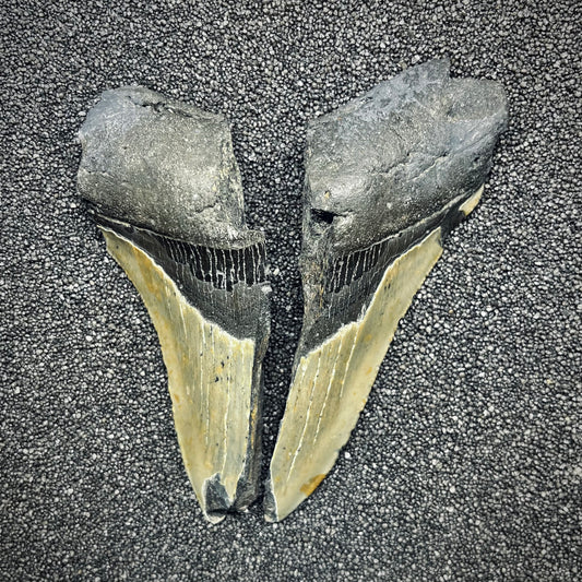 F2770 | Squalo | Otodus megalodon
