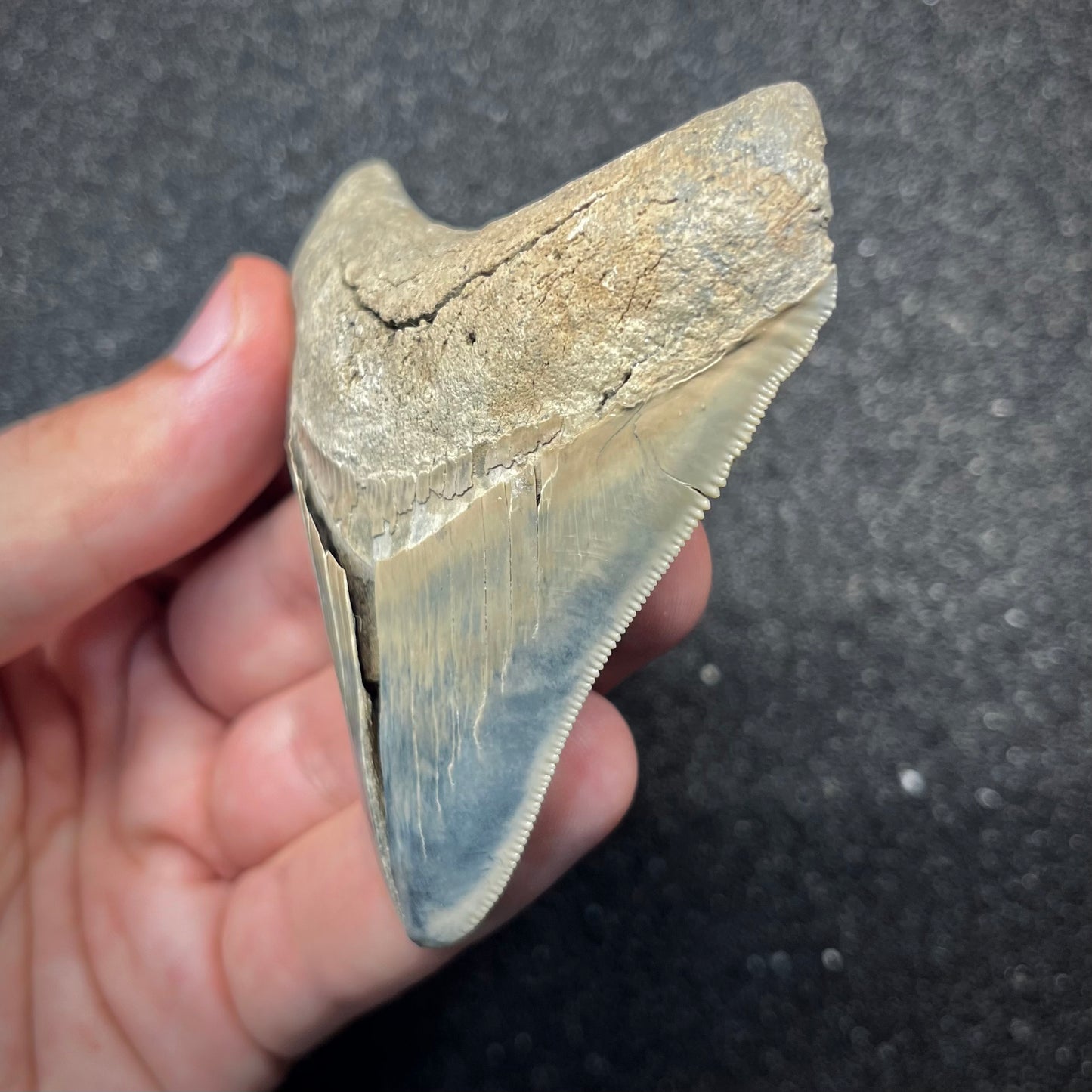 F2864 | RARO | Squalo | Otodus megalodon