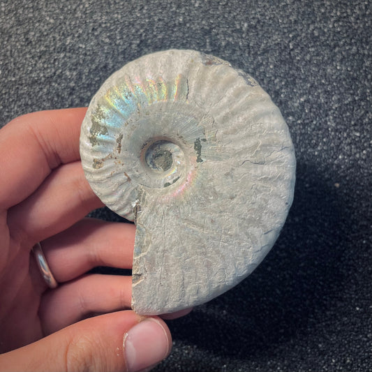 F1955 | Ammonite | Cleoniceras sp.