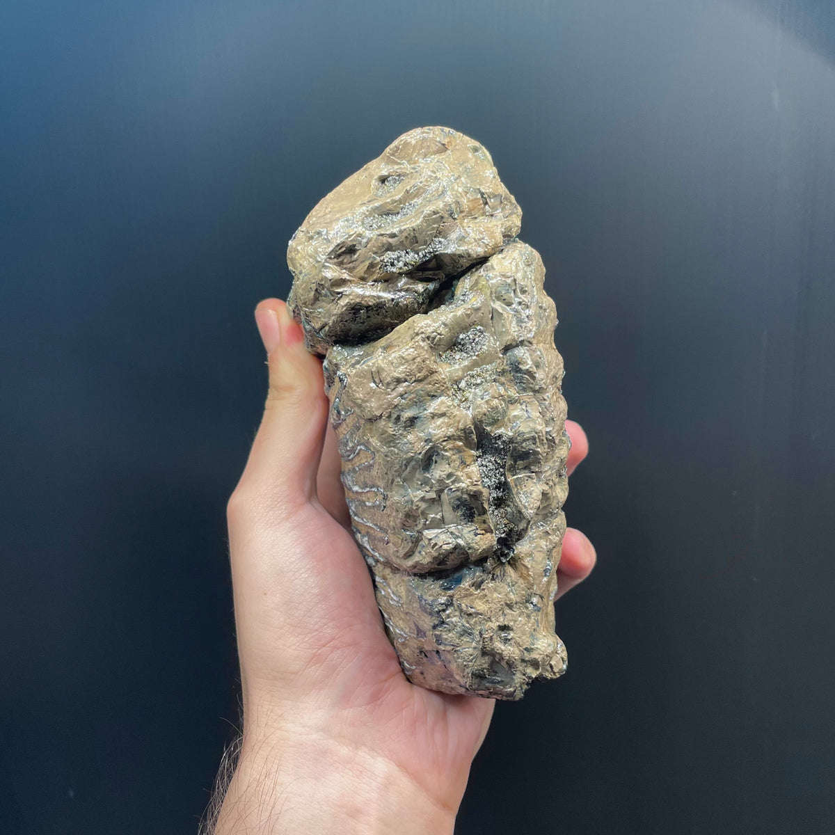 F3080 | Mammut | Mammuthus sp.