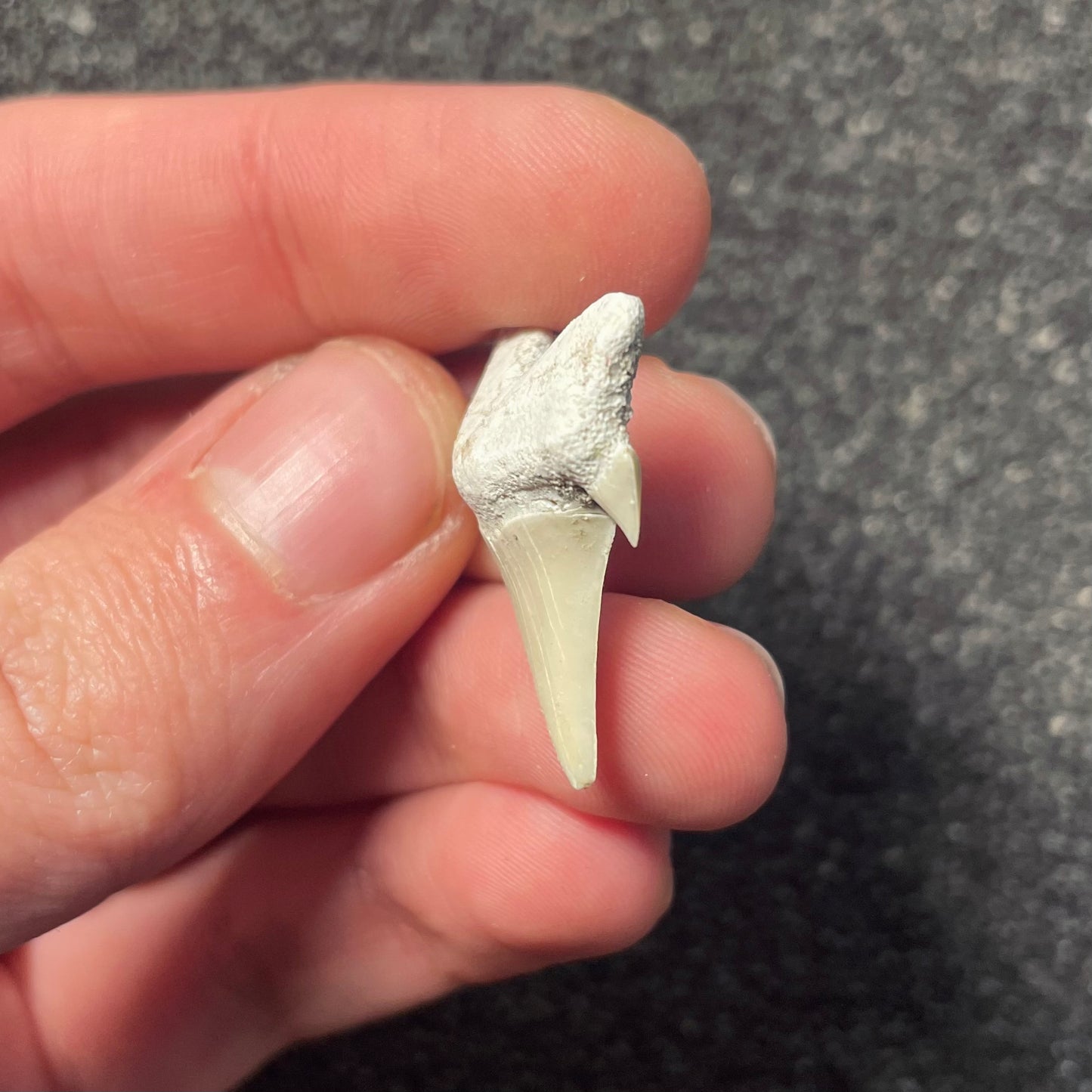 F2216 | Squalo | Otodus obliquus