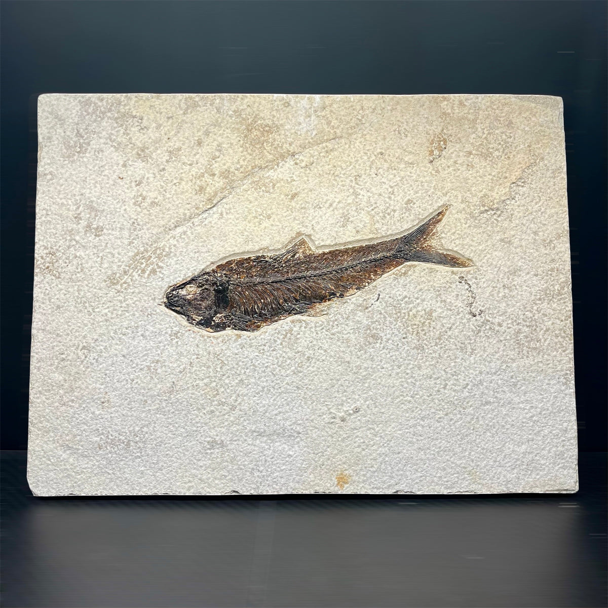 F3068 | Pesce | Knightia eocaena