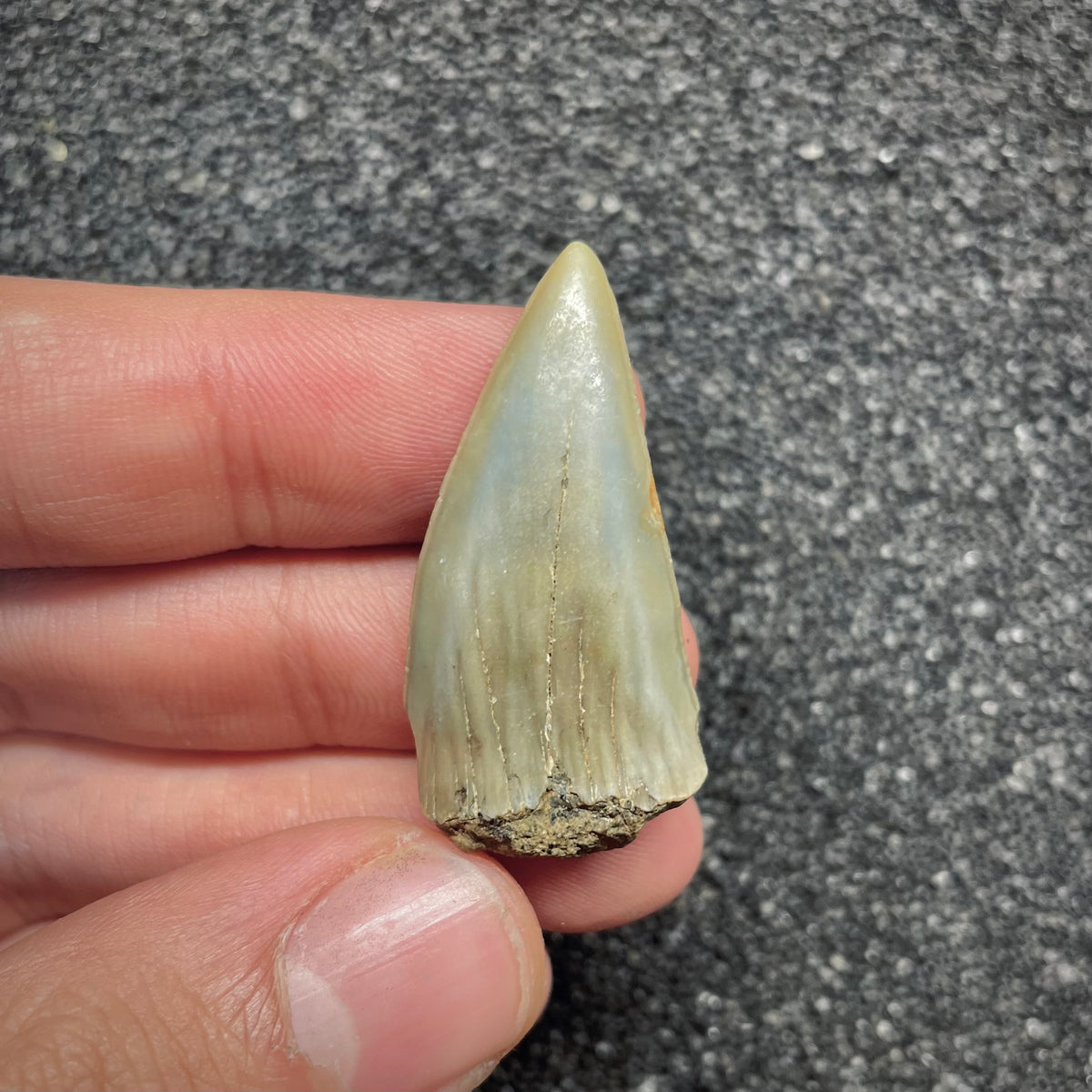 F3038 | Squalo |  Carcharodon subserratus