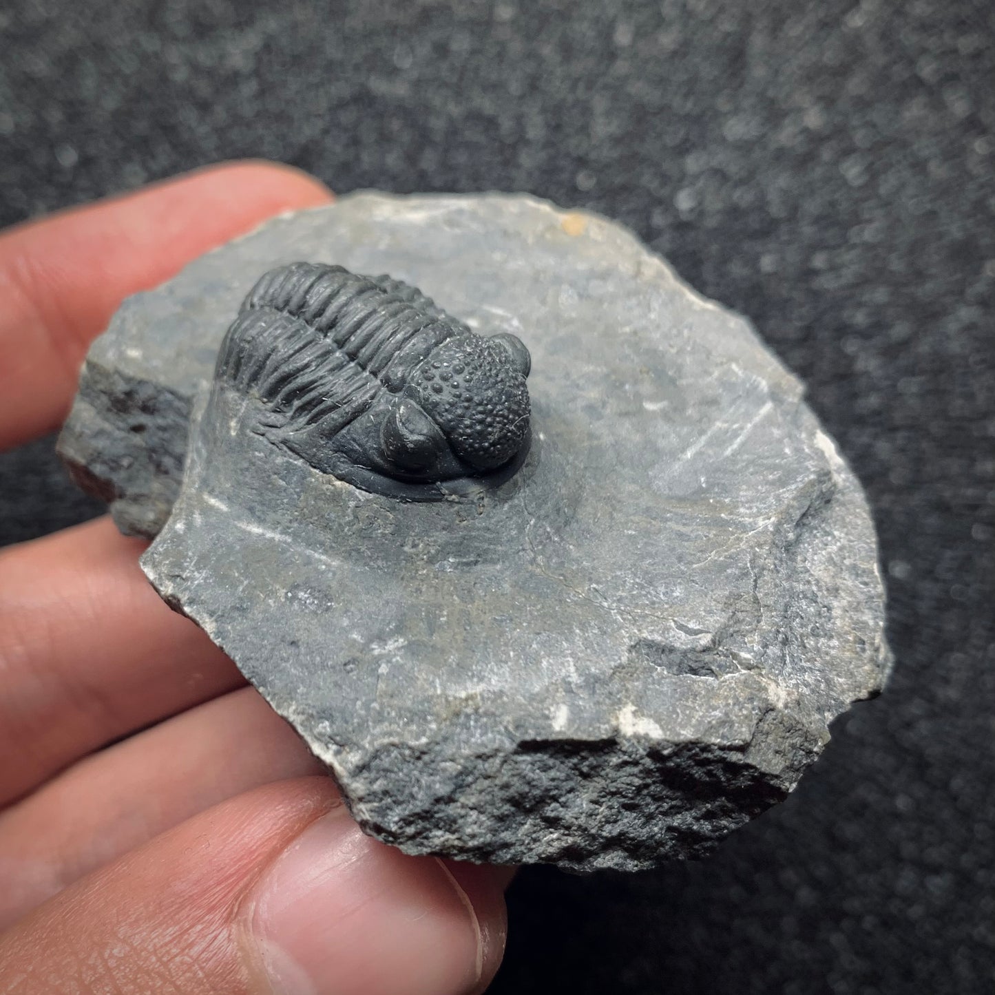 F932 | Trilobite | Gerastos tuberculatus