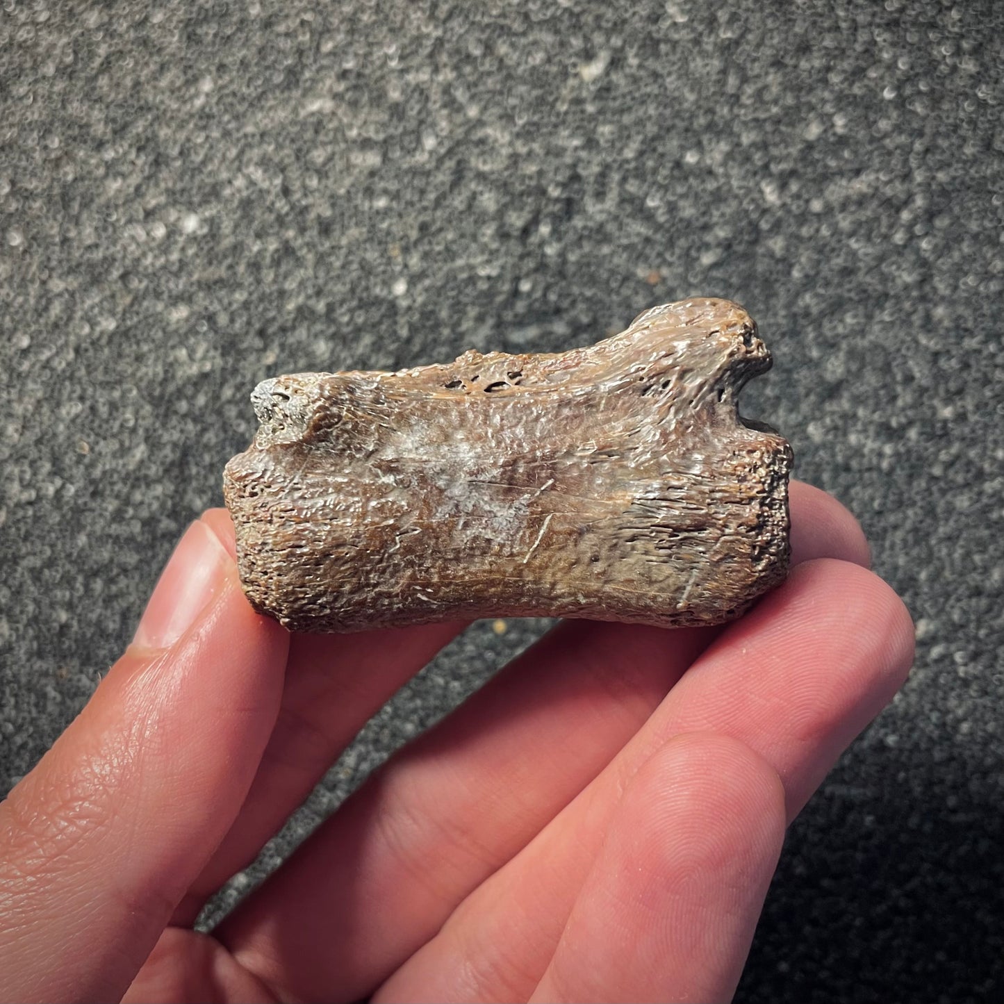 F2051 | Dinosauro | Ornithomimidae indet.