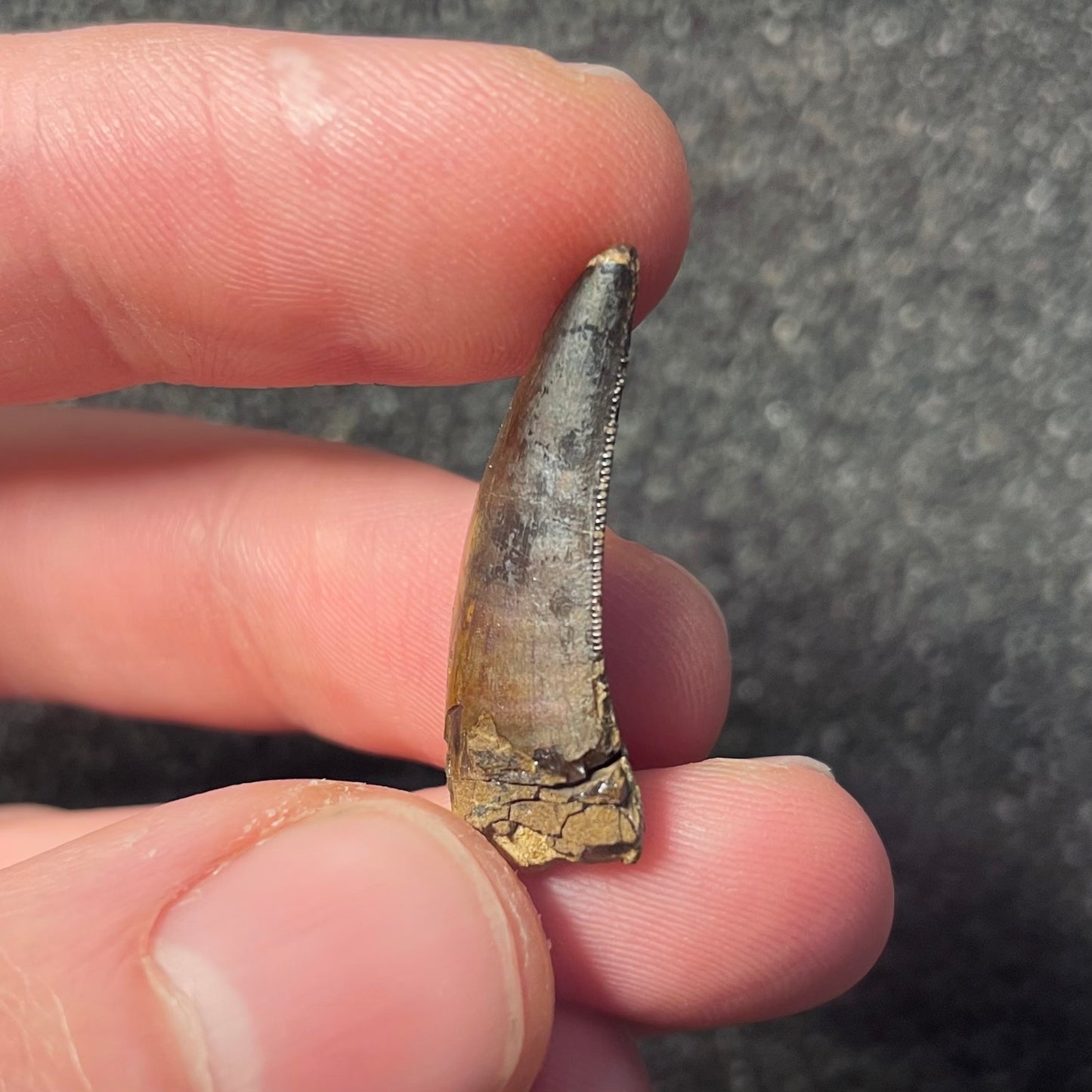 F2255 | Dinosauro | Nanotyrannus sp.