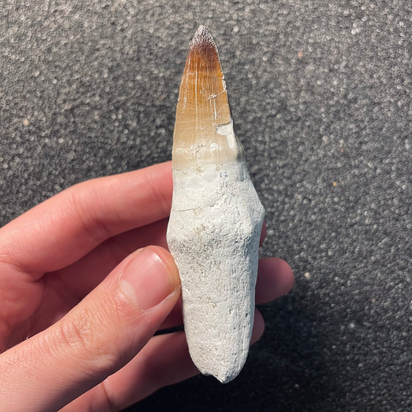 F2114 | Mosasauro | Prognathodon sp.