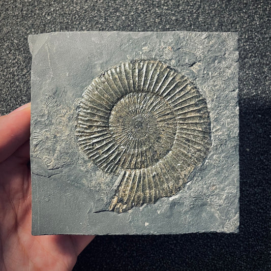 F1950 | Ammonite | Dactylioceras commune
