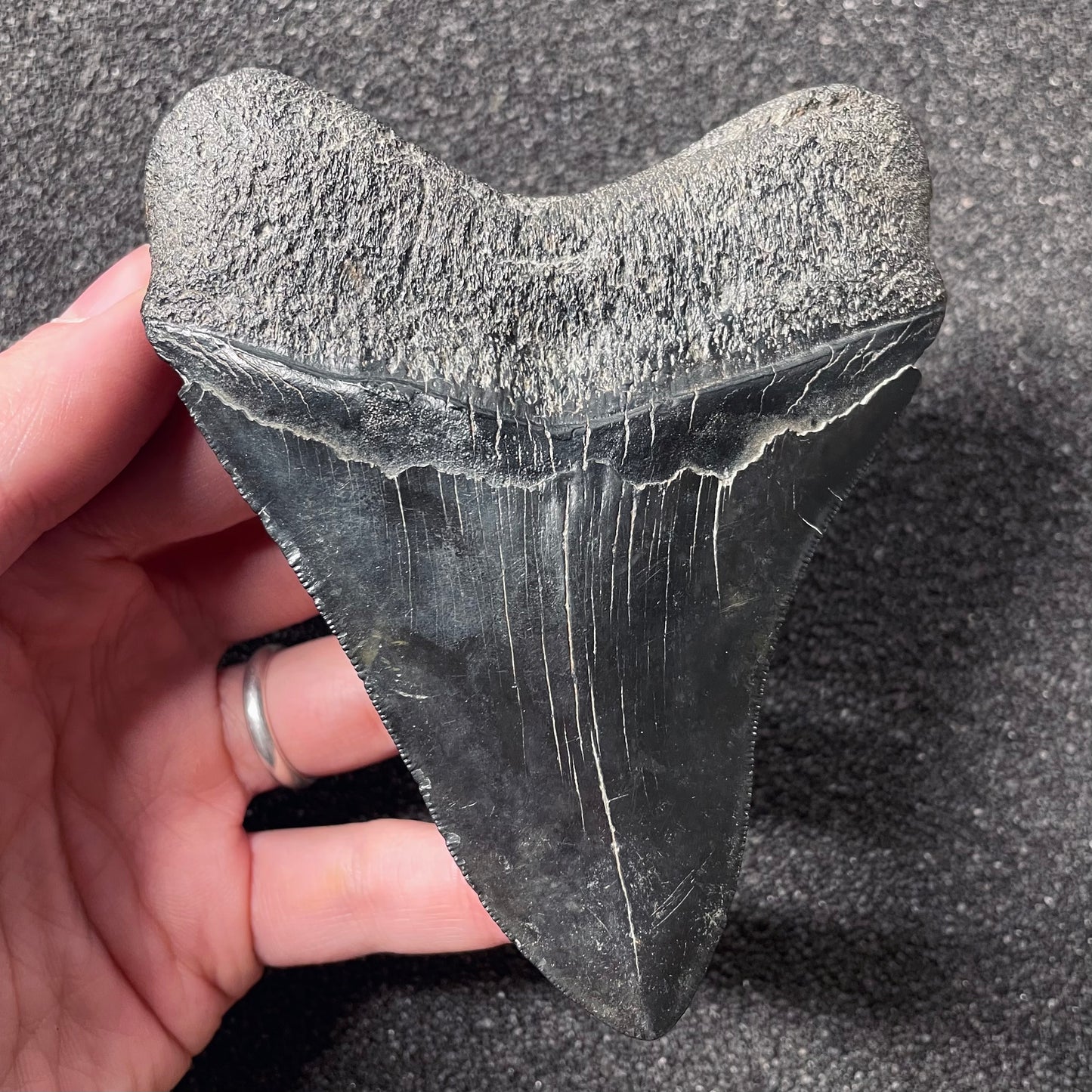 F2436 | Squalo | Otodus megalodon