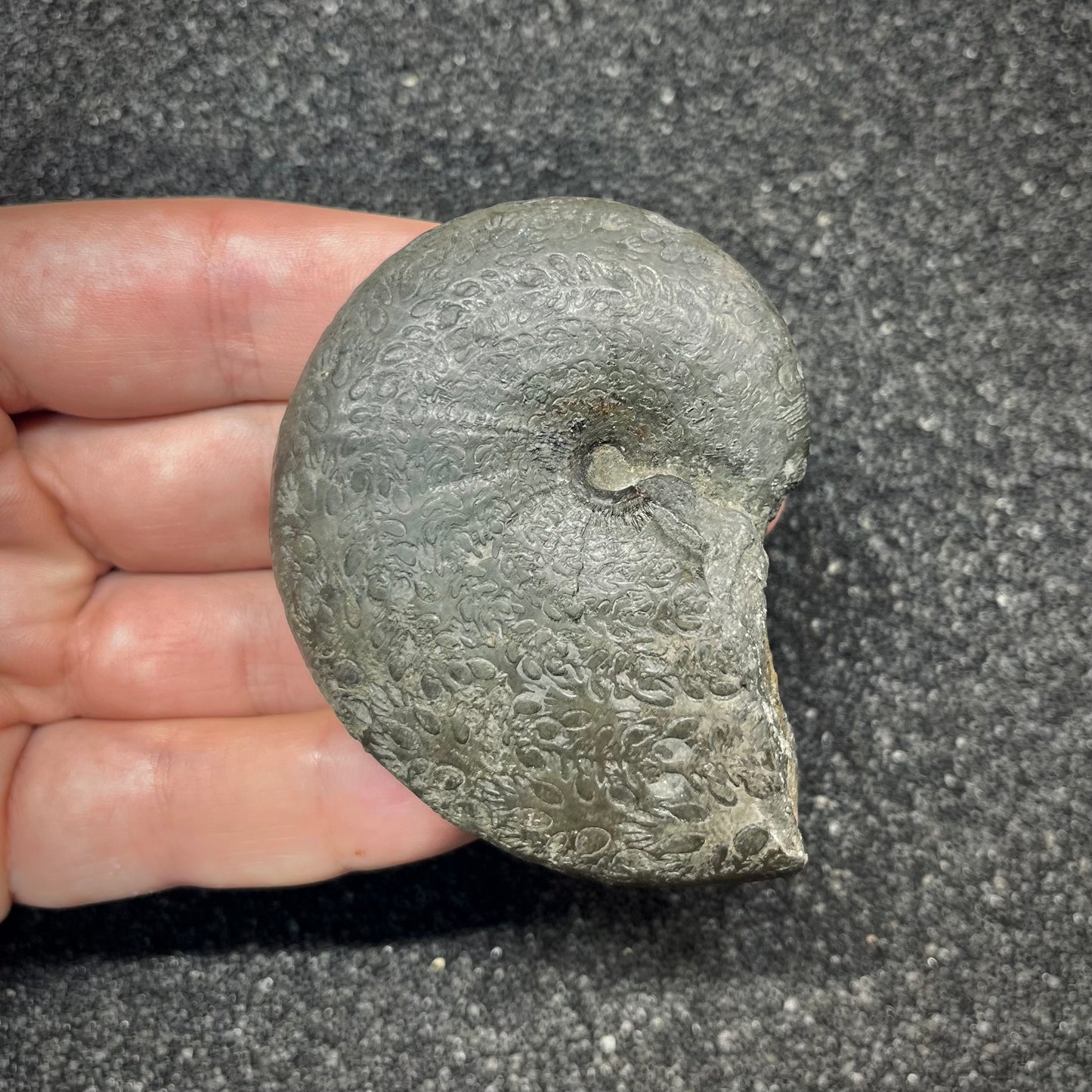 F2817 | Ammonite | Phylloceras sp.