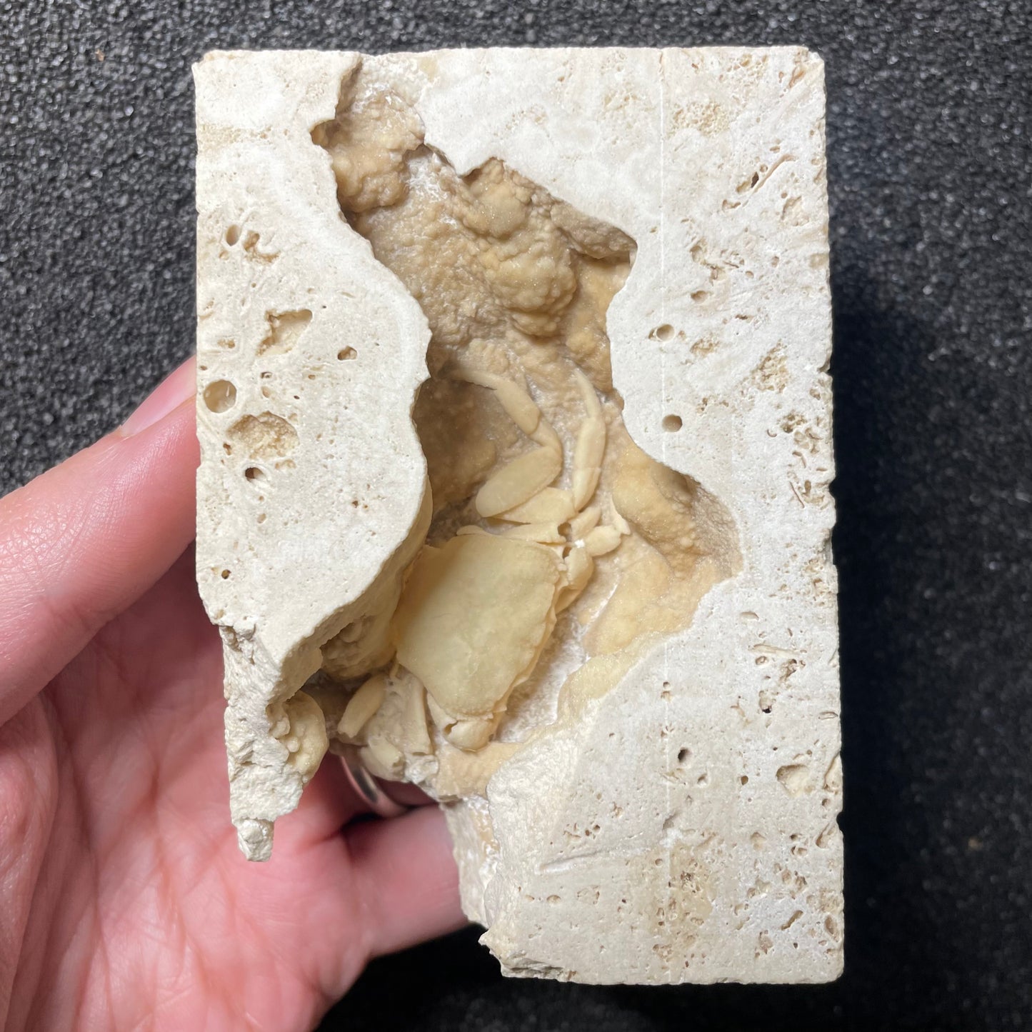 F2497 | Granchio | Potamon sp.