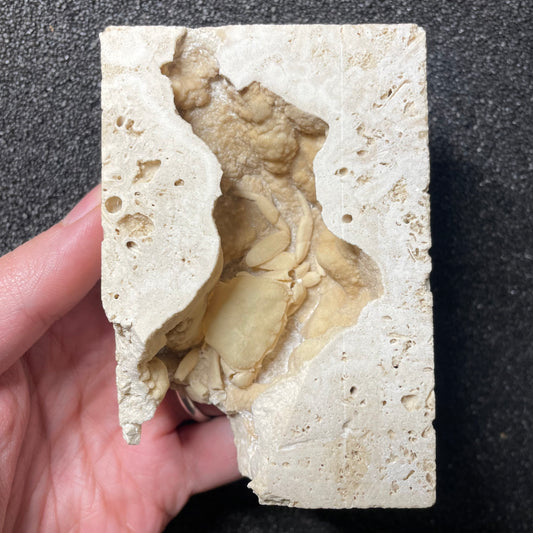 F2497 | Granchio | Potamon sp.