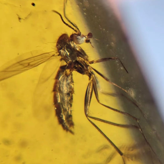 F1137 | Ambra con inclusione | Diptera indet.