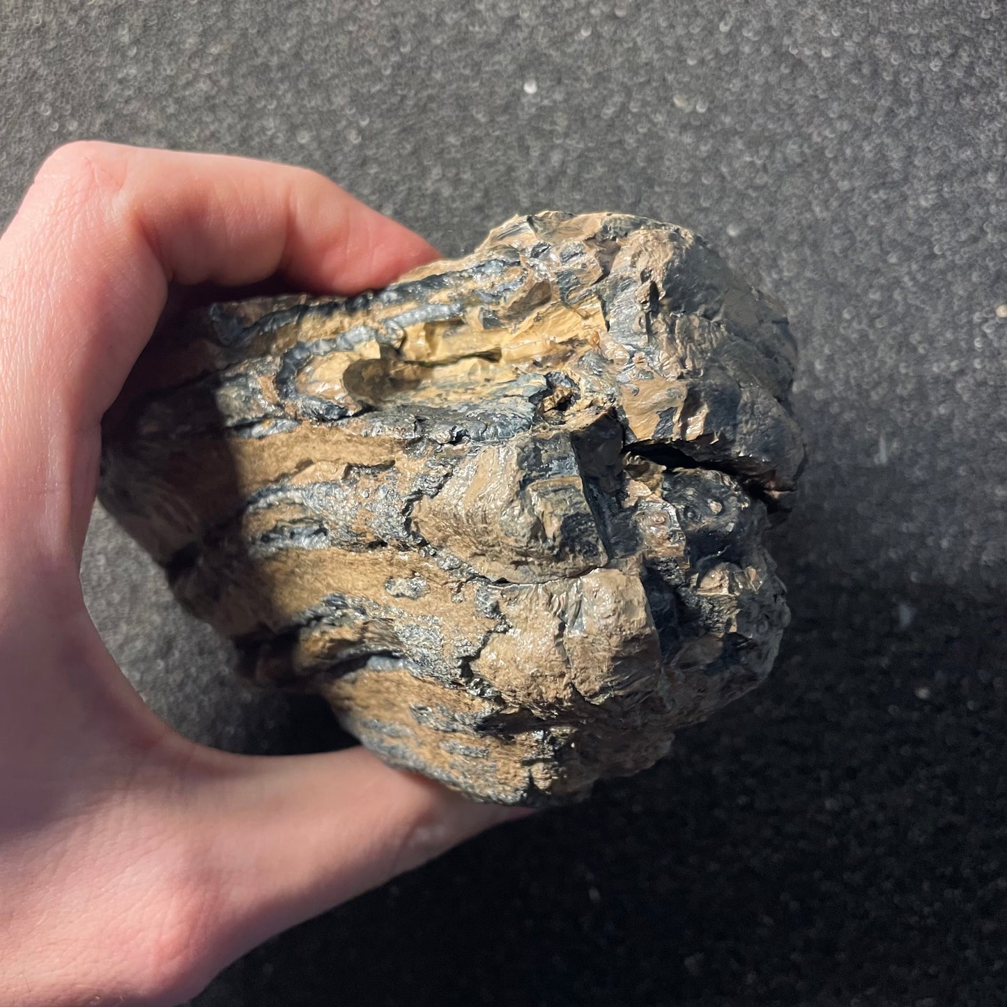 F2446 | Mammut | Mammuthus sp.