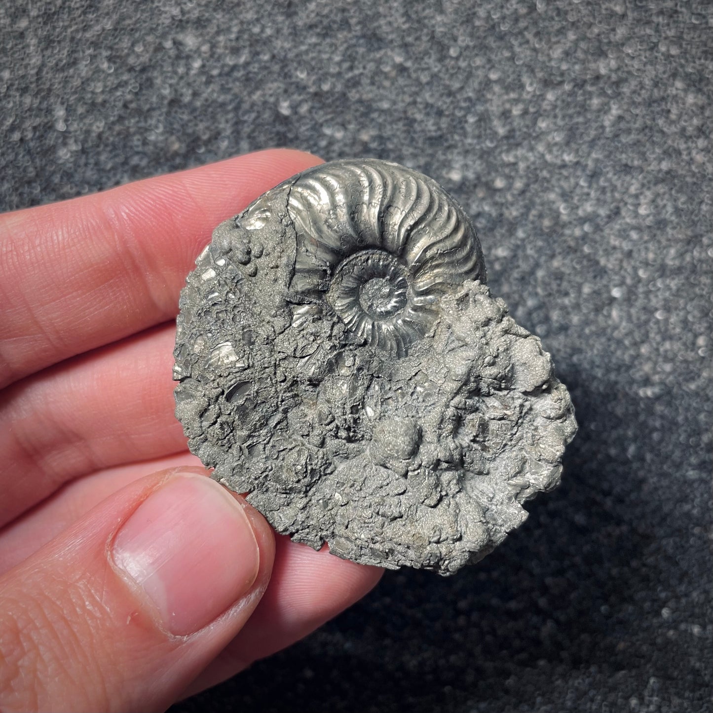 F2537 | Ammonite | Pleydellia sp.