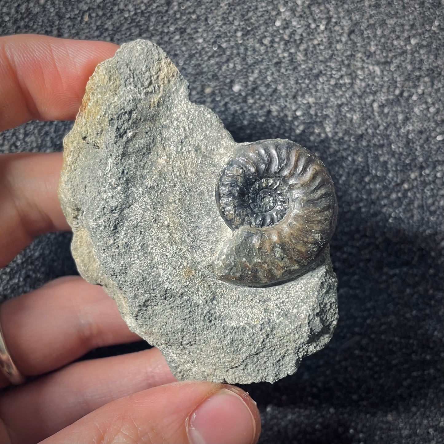 F2570 | Ammonite | Graphoceratidae indet.